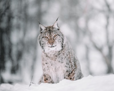 在白雪覆盖的地面上有一只棕色和黑色的猫